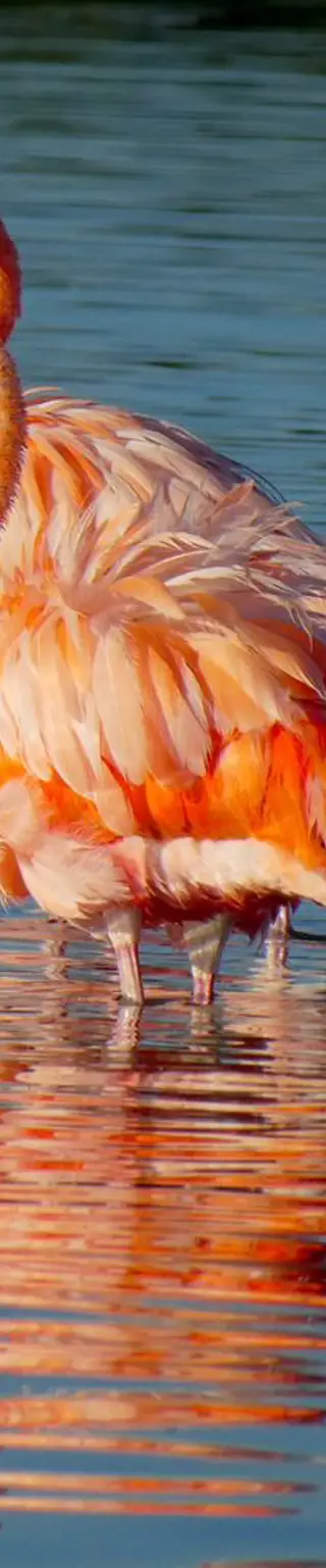 Flamingos in Celestun beobachten